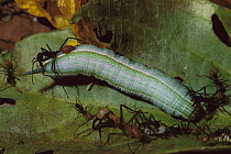 Army Ant (Eciton hamatum) attack caterpillar during a raid, Barro Colorado Island, Panama