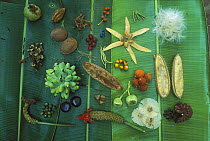 Variety of seeds and fruits from over 30 plant species, collected on Barro Colorado Island in late April, near the end of dry season, Panama