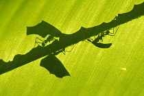 Leafcutter Ant (Atta columbica) shadow of ants carrying leaves seen through leaf, Barro Colorado Island, Panama