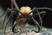 Army Ant (Eciton hamatum) portrait of a soldier with large mandibles, Barro Colorado Island, Panama