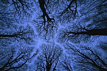 Looking up into leafless canopy in the winter showing crown shyness, blue hour, Jasmund National Park, Ruegen, Germany