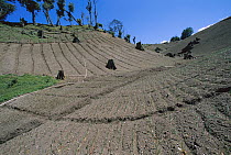 Onion field where forest was just a few years ago soil is quickly washed away from steep slopes by frequent heavy rains, Barro Colorado Island, Panama