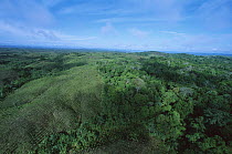 Teak (Tectona grandis) plantations amid forest, Barro Colorado Island, Panama