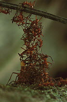 Army Ant (Eciton sp) colony forming a bridge by climbing over each other, Barro Colorado Island, Panama