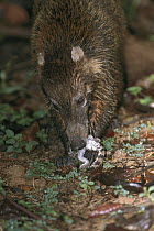White-nosed Coati (Nasua narica) eating Crocodile hatchling, blamed for disappearance of several species of ground-nesting understory birds, Barro Colorado, Panama