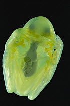 Plantation Glass Frog (Hyalinobatrachiumcolymbiphyllum) is nearly transparent including the bones, only digestive tract is visible, Barro Colorado Island, Panama