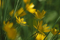 Yellow spring flowers, Jasmund National Park, Ruegen, Germany