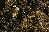 Army Ant (Eciton sp) detail of a temporary nest during a colony split, visible are the large pupal cases of the male Ants, Barro Colorado Island, Panama