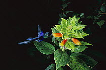 Violet-bellied Hummingbird (Damophila julie) feeding on flower nectar, Barro Colorado Island, Panama