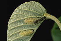Sangrillo (Croton billbergianus) have nectaries on their young leaves that attract Ants and Caterpillars, in this case the Caterpillar of the Yucatan Scintillant (Thisbe irenea) butterfly feeds with a...