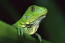 Green Iguana (Iguana iguana) portrait, Panama