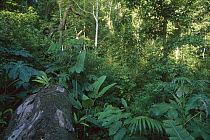 Light-demanding pioneer species colonize a gap soon after it opens in rainforest, Panama, sequence 2 of 3. Gap created April 2000. Image taken October 2000.