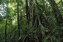 Rainforest interior showing lush vegetation trees with buttressed roots, Panama