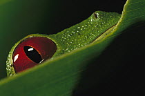 Red-eyed Tree Frog (Agalychnis callidryas) close-up of eye, sitting on a leaf, Soberania National Park, Panama