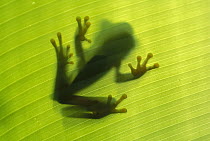 Red-eyed Tree Frog (Agalychnis callidryas) shadow on leaf, Soberania National Park, Panama