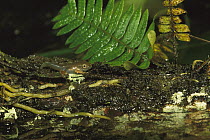 Red-eyed Tree Frog (Agalychnis callidryas) tadpole leaving the safety of a shallow pond, Soberania National Park, Panama