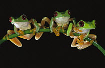 Red-eyed Tree Frog (Agalychnis callidryas) three males sitting on a stem, Soberania National Park, Panama