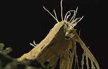 Moth infected by fungus which is now sprouting fruiting bodies, Barro Colorado Island, Panama