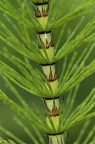 Horsetail (Equisetum sp) close-up detail, Jasmund National Park, Ruegen, Germany
