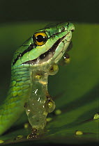Parrot Snake (Leptophis ahaetulla) eating egg clutch of Red-eyed Tree Frog (Agalychnis callidryas) tadpoles hatching, Soberania National Park, Panama