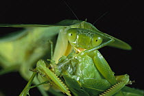 Praying Mantis (Mantis sp) eating a Katydid (Tettigoniidae) for dinner, Barro Colorado Island, Panama