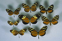 Six species of butterfly and two species of moth, all members of the (Heliconius ismenius) batesian mimicry ring, the (Heliconius ismenius clarescens) in the middle is considered the original model of...