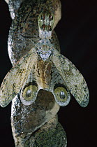 Lantern Bug (Fulgora laternaria) showing false eye spots on wings, Panama