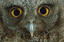 Western Screech Owl (Megascops kennicottii) detail of eyes, Central America