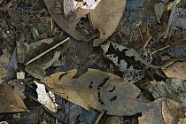 Leaf Litter Toad (Bufo typhonius) pair camouflaged in leaf litter, Amazonia