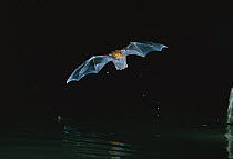 Greater Bulldog Bat or Fishing Bat (Noctilio leporinus) hunting insects near water surface, Barro Colorado Island, Panama