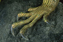 Green Iguana (Iguana iguana) detail of climbing claws, Barro Colorado Island, Panama