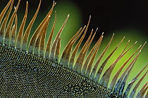 Green Iguana (Iguana iguana) detail of spines on the back of a dominant male, Barro Colorado Island, Panama