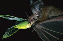 White-throated Round-eared Bat (Tonatia silvicola) eating Katydid (Tettigoniidae), Barro Colorado Island, Panama