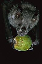 White-throated Round-eared Bat (Tonatia silvicola) eating a Fig, Barro Colorado Island, Panama