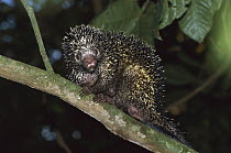 Prehensile-tailed Porcupine (Coendou mexicanum) in the rainforest, Barro Colorado Island, Costa Rica