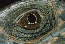 Green Iguana (Iguana iguana) detail of eye, Barro Colorado Island, Panama
