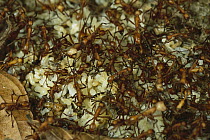 Army Ant (Eciton hamatum) food cache of army ants, where food is stored during a raid to be more efficient in transporting food back to nest, Barro Colorado Island, Panama