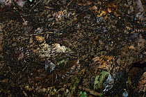 Army Ant (Eciton hamatum) raid, swarming the forest floor up to 50 feet wide, Barro Colorado Island, Panama