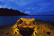 Cane Toad (Bufo marinus) male, along shoreline, Barro Colorado Island, Panama