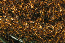 Army Ant (Eciton hamatum) temporary nest called a bivouac, workers bringing in wasp larvae as food, Barro Colorado Island, Panama