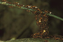 Army Ant (Eciton hamatum) colony forming a bridge by climbing over each other, some are carrying food back to nest, Barro Colorado Island, Panama
