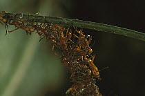 Army Ant (Eciton hamatum) colony forming a bridge by climbing over each other, Barro Colorado Island, Panama