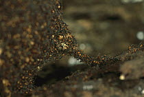 Army Ant (Eciton burchellii) a small ant bridge at the edge of a temporary nest, Barro Colorado Island, Panama