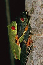 Red-eyed Tree Frog (Agalychnis callidryas) pair mating in amplexus, Soberania National Park, Panama
