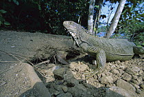 Green Iguana (Iguana iguana) on beach, Barro Colorado Island, Panama