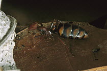 Army Ant (Eciton sp) young Queen showing swollen abdomen, Barro Colorado Island, Panama