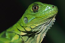 Green Iguana (Iguana iguana) portrait of baby, Barro Colorado Island, Panama