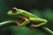 Red-eyed Tree Frog (Agalychnis callidryas) close-up on branch, ranges into tropical forests of Central and South America