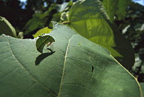 Leafcutter Ant (Atta columbica) worker carrying freshly cut leaf fragment, Barro Colorado Island, Panama