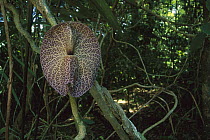 Birthwort (Aristolochia sp) attracts Dung Beetles (Scarabaeinae) and flies with smell mimicking dead carcass, in return these animals aid in pollination, Panama